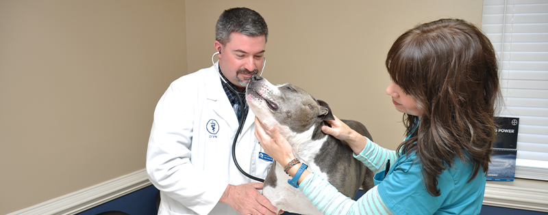 Youngs Animal Hospital is a full-service animal hospital in Johnson City